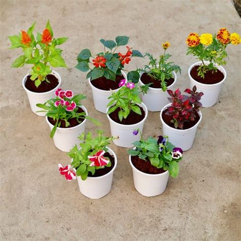 Set of 9 - Celosia, Salvia, Marigold, Alternanthera Red, Petunia ...