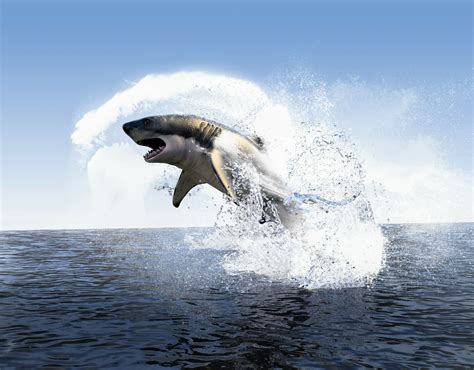Great White Shark Jumping Out Of Water Planet Earth