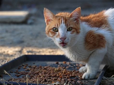 'Cat'-ch me if you can: Cyprus scrambles to curb feral cat population ...