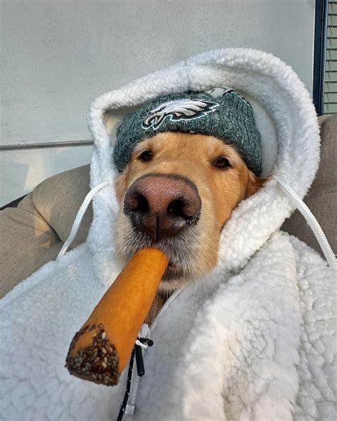 Donut the Golden Retriever on Instagram: "“E-A-G-L-E-S” - Donut # ...