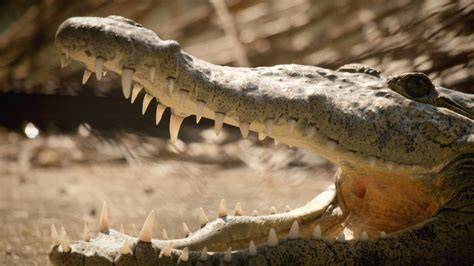 Jamaican Crocodile