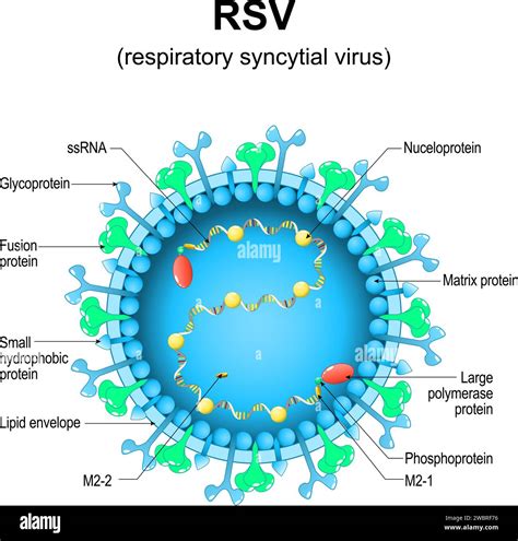 Respiratory syncytial virus. RSV structure. Close-up of a orthopneumovirus. Virion anatomy ...