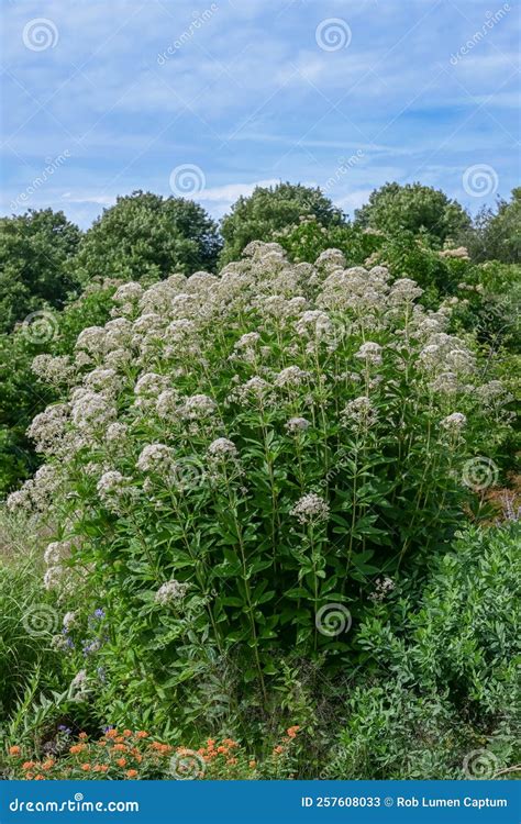 Sweet Scented Joe-Pye Weed Eupatorium Maculatum Snowball Plants ...
