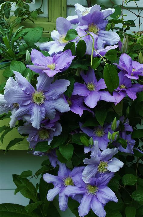Posts about Clematis of the Month on Clematis in Seattle | Clematis ...