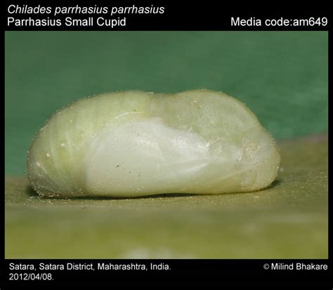 Chilades parrhasius | Butterfly