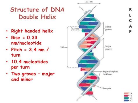 DNA 的图像结果