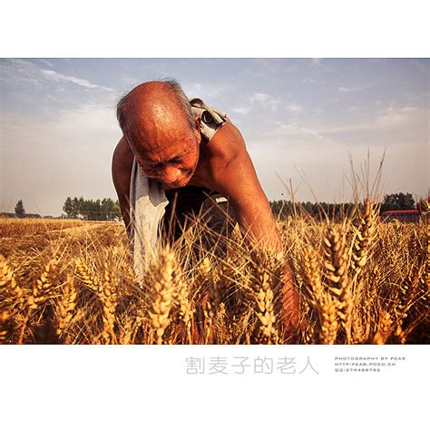 割麦子的老人|摄影|人文/纪实摄影|pear1103 - 原创作品 - 站酷 (ZCOOL)