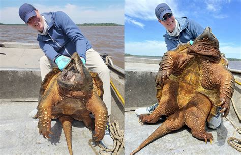 Image result for Snapping Turtle Attack