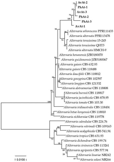 Luobuma Leaf Spot Disease Caused by Alternaria tenuissima in China
