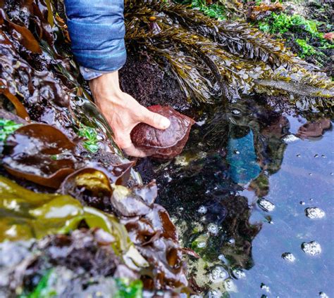 Best marine biology program in Oregon links students to career networks ...