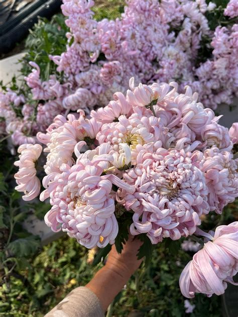 Kokka Hougiku Mum – 3 Porch Farm