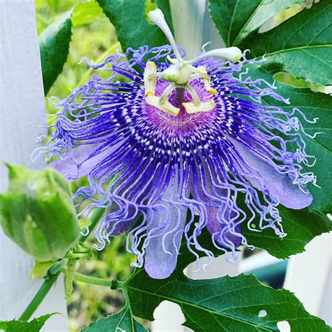 The Green House Inn (@thegreenhouseinn) • Instagram photos and videos