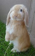 Image result for Rabbit and Cute Drawings