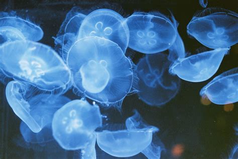 Image result for Cellular Memory Access