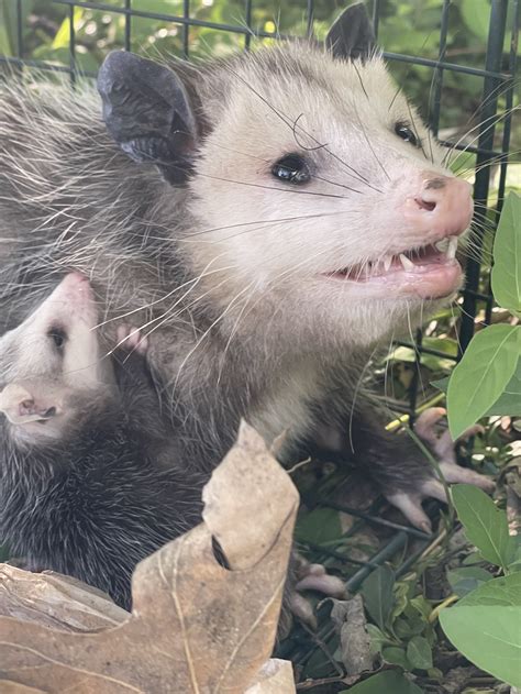 Baby Possums