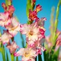 Image result for Gladiolus Flower Clip Art