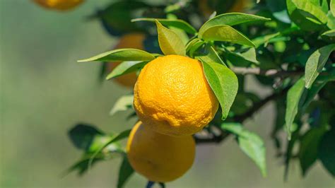 Japanese Yuzu: The Nation's Favorite Citrus Fruit