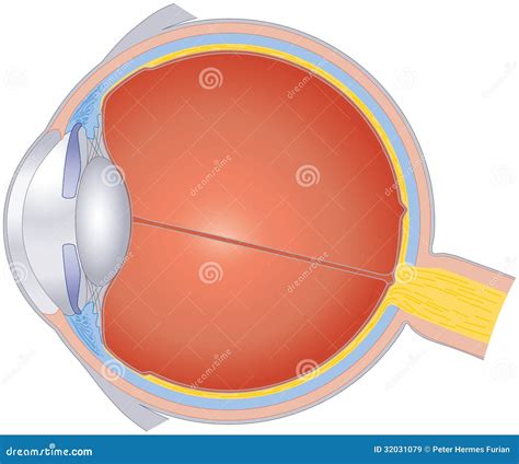 Structures of the Human Eye Stock Vector - Illustration of chamber ...