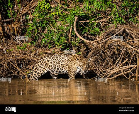 Exploring The Natural Habitat Of The Jaguar