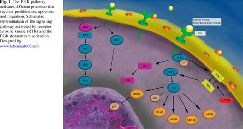 Image result for PI3K Pathway