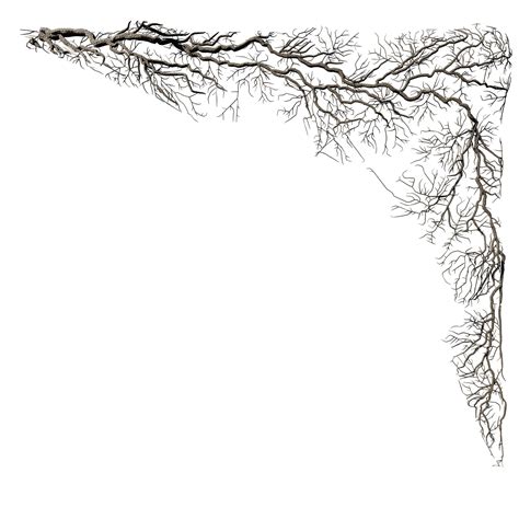 Ivy vines on wall isolated on transparent background modern ...