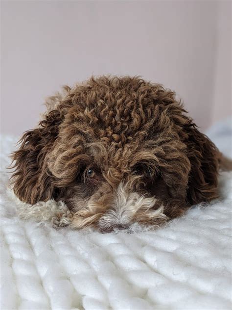 Our Spanish water dog pup! (OC) : r/aww