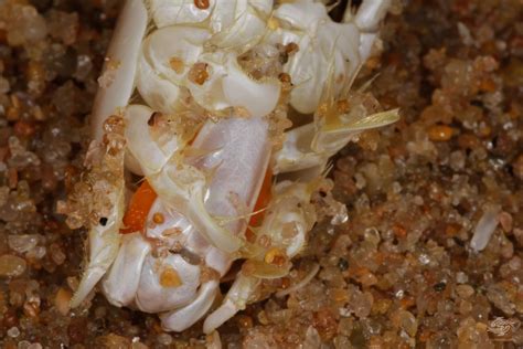 Mole Crabs – Facts and Photographs | Seaunseen