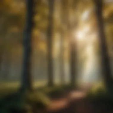 森林 的图像结果