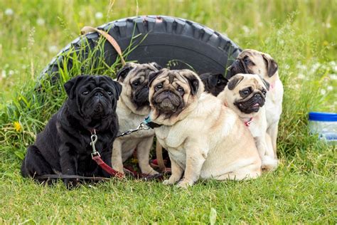 Todos Los Pugs Tienen Problemas Respiratorios