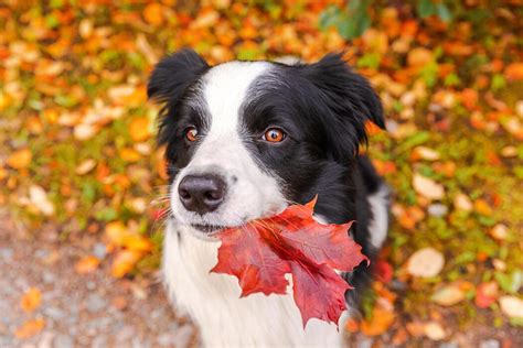 Image result for Dog Using Computer Meme
