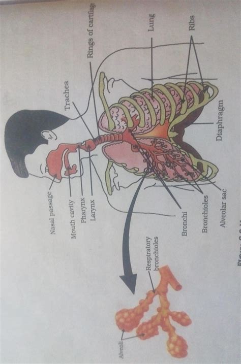 explain the structure of lungs with a neat labelled diagram - Brainly.in