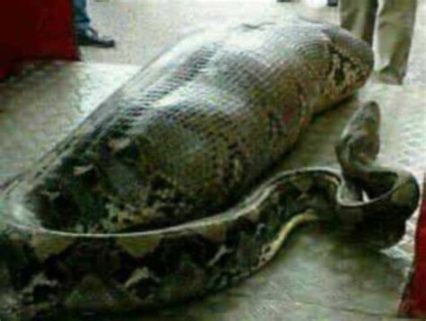 Photograph of python snake appears to have eaten human | Daily Mail Online