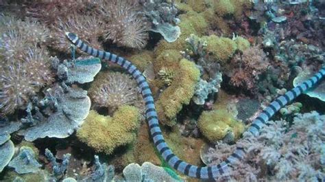 Image result for Python Snake Kills