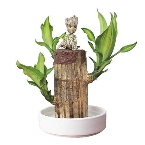 Buy Mini Brazilian Wood Potted s Clean Air Lucky Wood Pot Hydroponic s ...