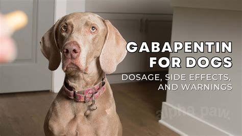 Can a Dog Overdose on Gabapentin? – Pet Help Reviews UK