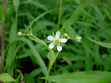 Geum canadense (White Avens)