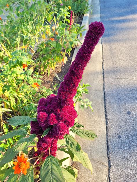 Elephant Head Amaranth