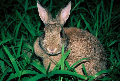 臺灣野兔逐草而居 只會躲不挖洞 山產店絕跡後野外重現生機 - 農傳媒