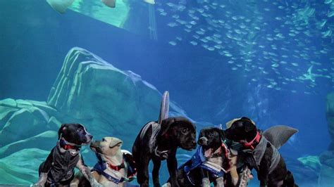 Puppies have Halloween fun with visit to Georgia Aquarium | FOX 5 Atlanta