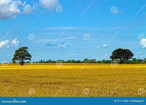 Agriculture in Denmark stock photo. Image of agriculture - 57111248