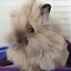 Image result for Mini Lop Lionhead Rabbits