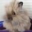 Image result for Lionhead Dwarf Rabbit White