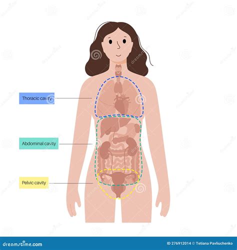 Body cavities poster stock vector. Illustration of cranial - 276912014