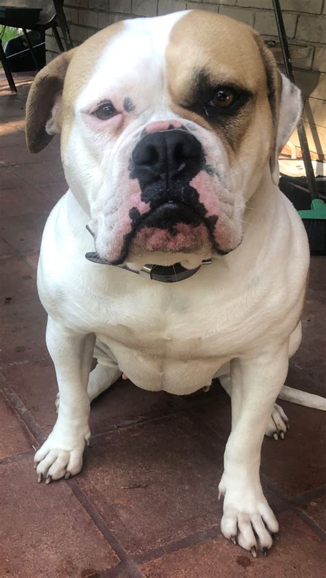 American Johnson Bulldog - Kentlyn - PetsForHomes