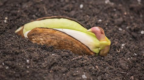 How To Plant A Mango Seed For A Home Garden That Thrives