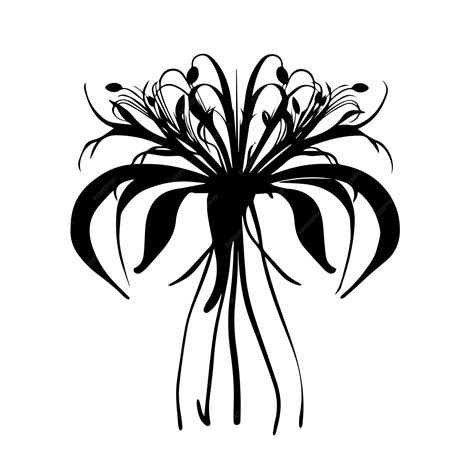 Premium Vector | Spider lily black and white vector template set for ...