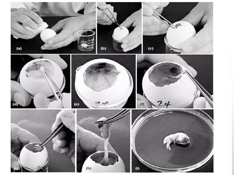 Animal cell culture techniques | PPTX