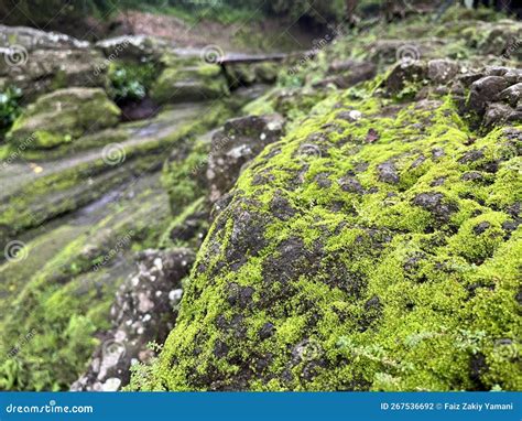 Macro Photography of Green Moss on Rock Landscape Stock Photo - Image ...