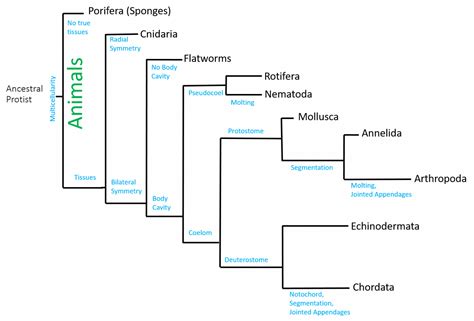 Eläimet: Eläimet: Selkärangattomat | Organismal Biology | Tea Band