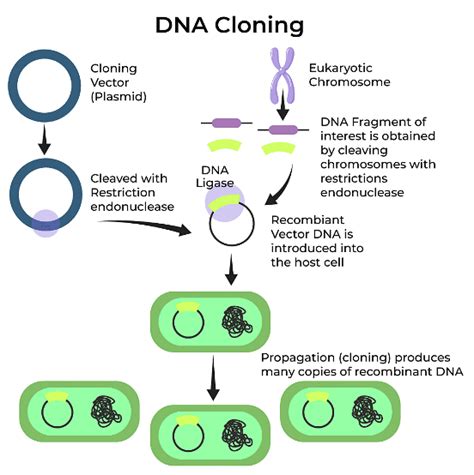Biotechnology Principles and Processes Chapter Notes - Biology Class 12